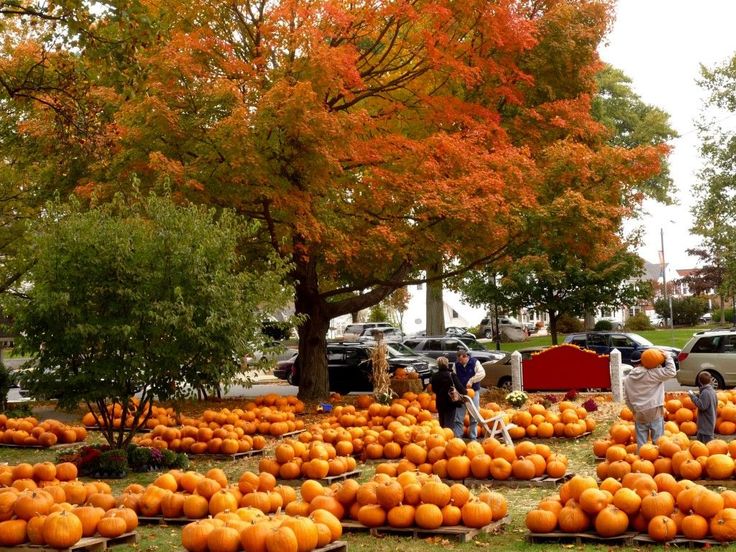 pumpkins